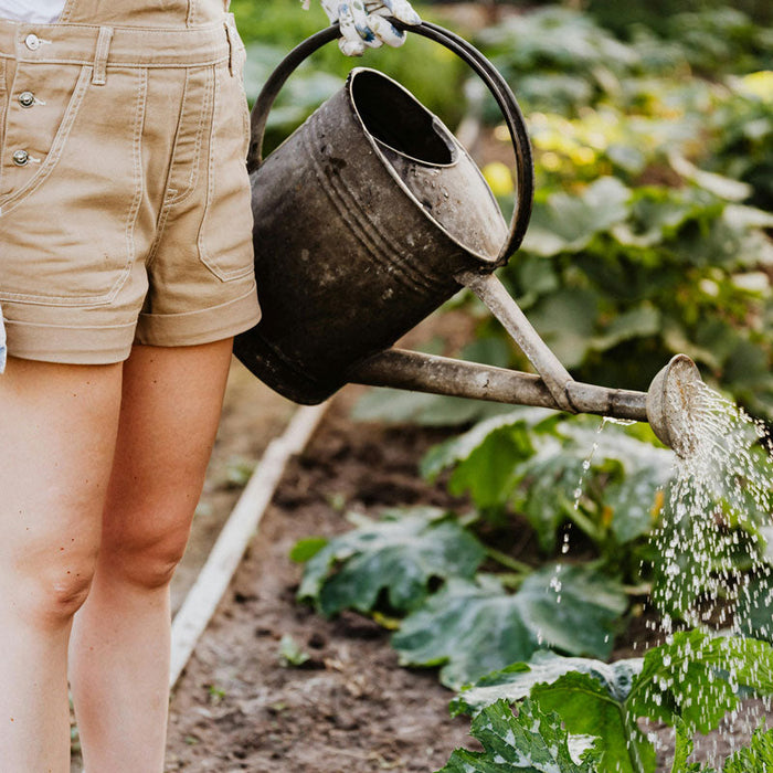 Kaffeesatz im Garten verwenden: Tipps für Hobbygärtner:innen