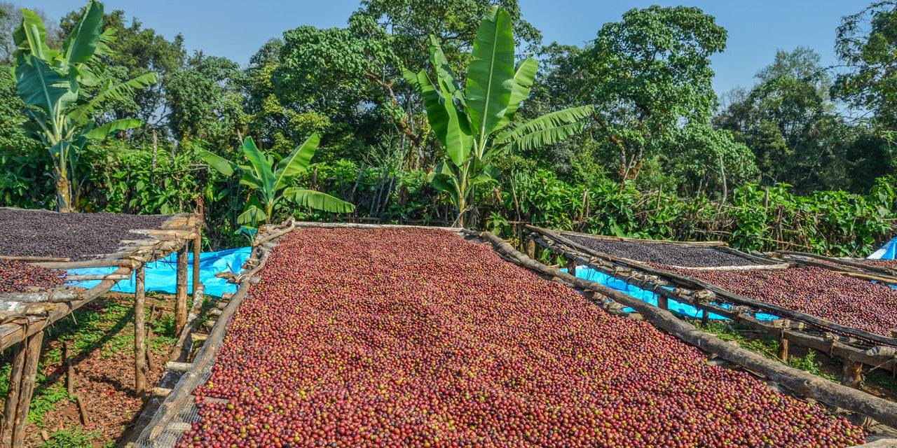 Kaffeebohnen werden in Äthopien getrocknet.