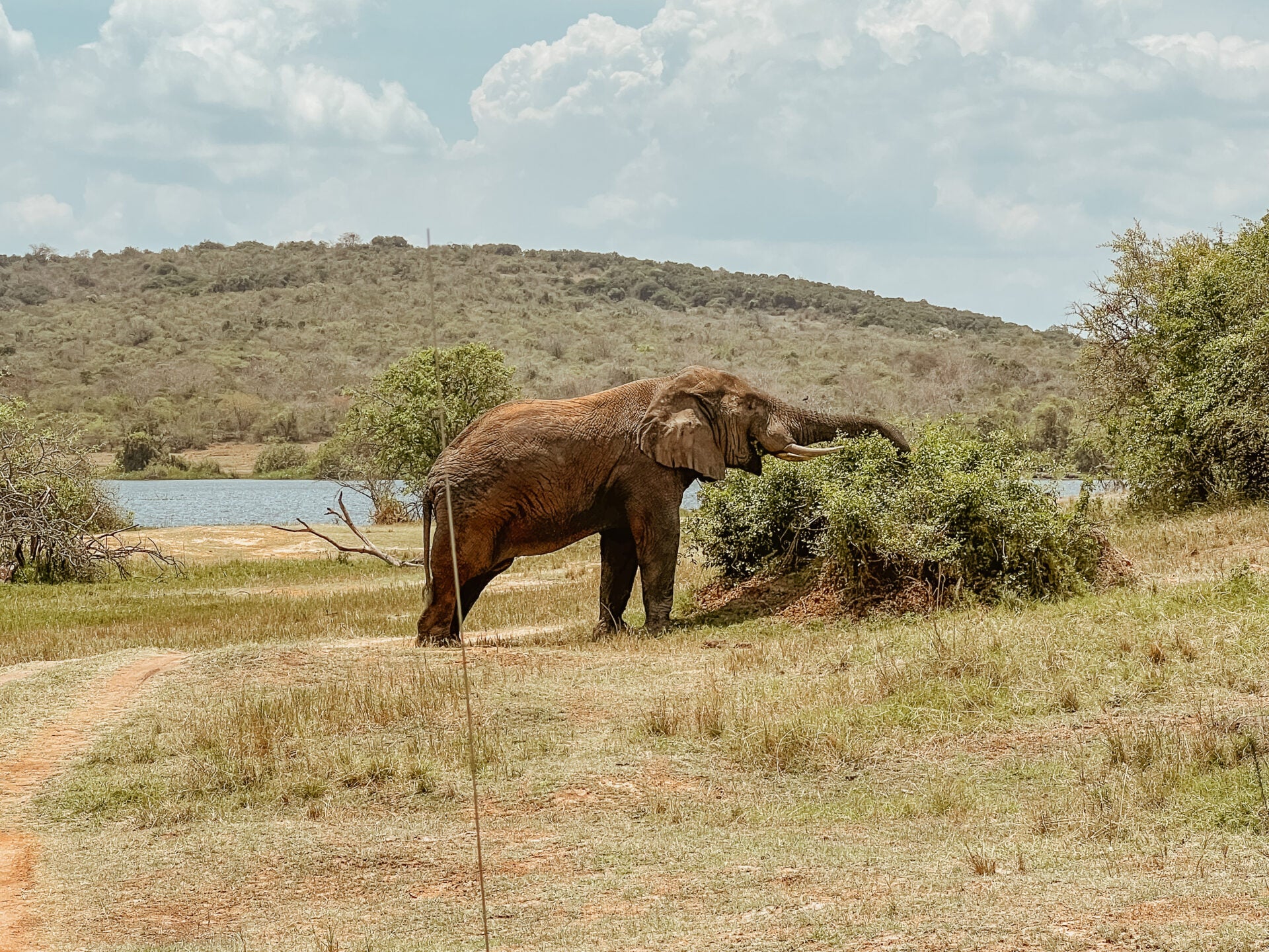 Ein Elefant in Ruanda und im Hintergrund der Kivusee