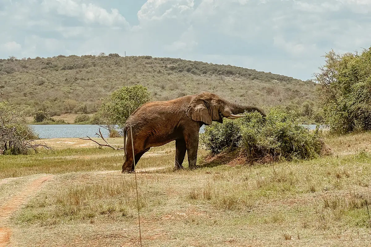 Ein Elefant in Ruanda und im Hintergrund der Kivusee