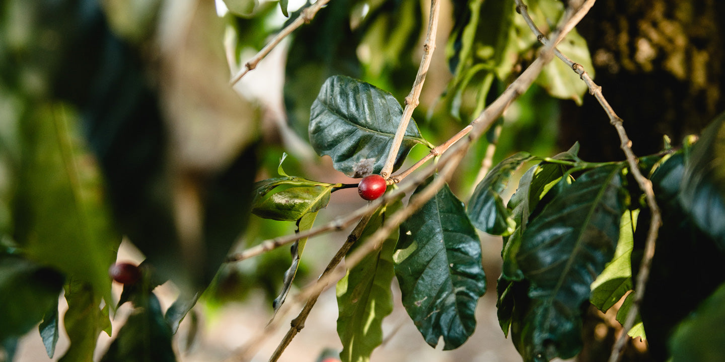 Eine rote Kaffeekirsche auf einer Pflanze