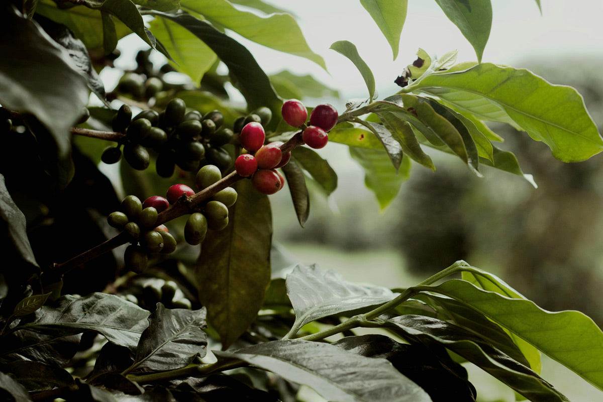 Arabica vs. Robusta oder auch: Welche Kaffeesorten gibt es?  J. Hornig
