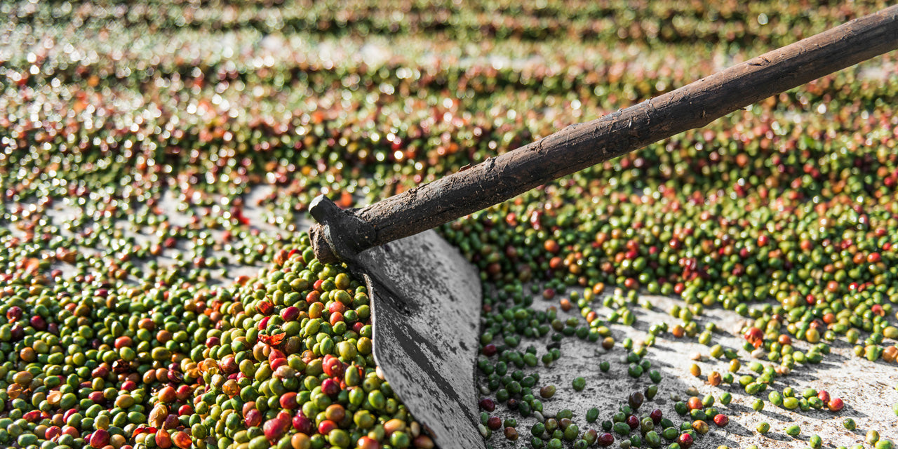 Rote und grüne Kaffeekirschen auf einem Boden