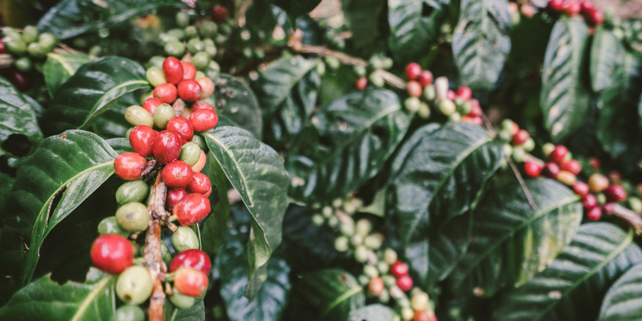 Eine Kaffeepflanze mit roten und grünen Kaffeekirschen