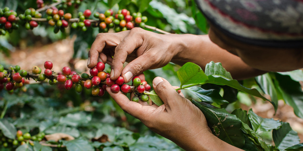 Eine Kaffeepflanze mit roten Kaffeekirschen.