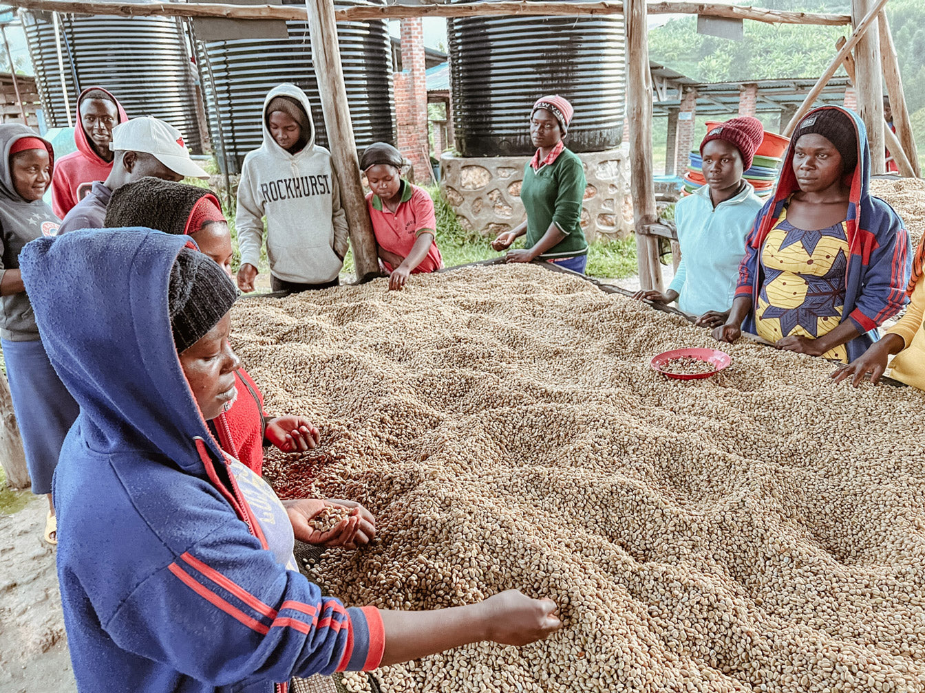 Alt-Text: Frauen der Kooperative Bwishaza in Ruanda sortieren Rohkaffee