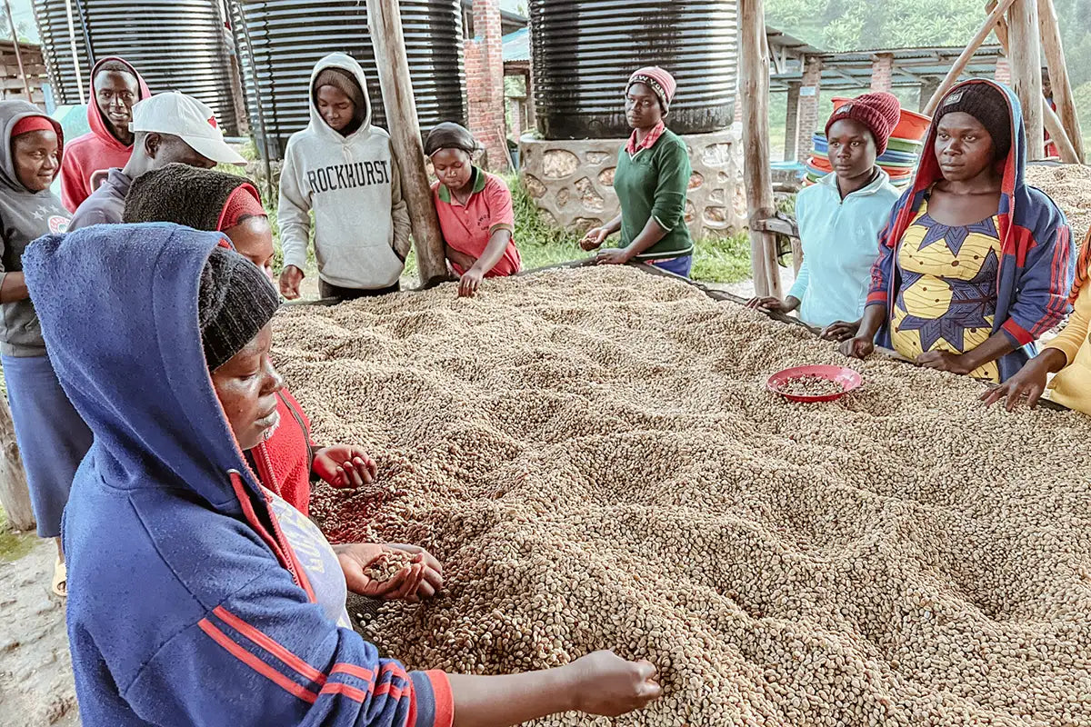 Frauen der Kooperative Bwishaza in Ruanda sortieren Rohkaffee