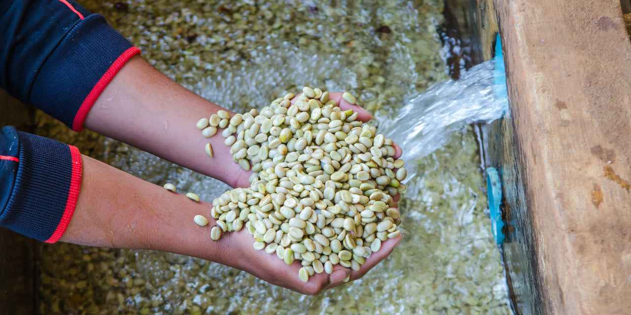 Kaffeebohnen werden gewaschen