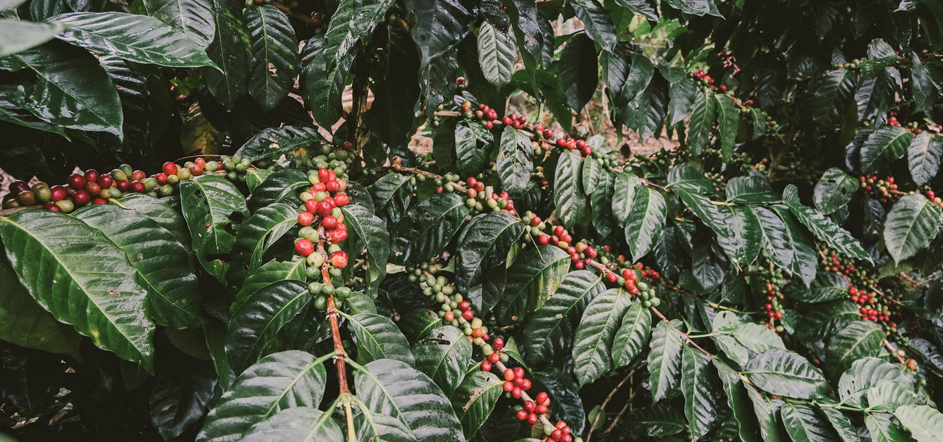 Eine Kaffeepflanze mit reifen Kaffeekirschen