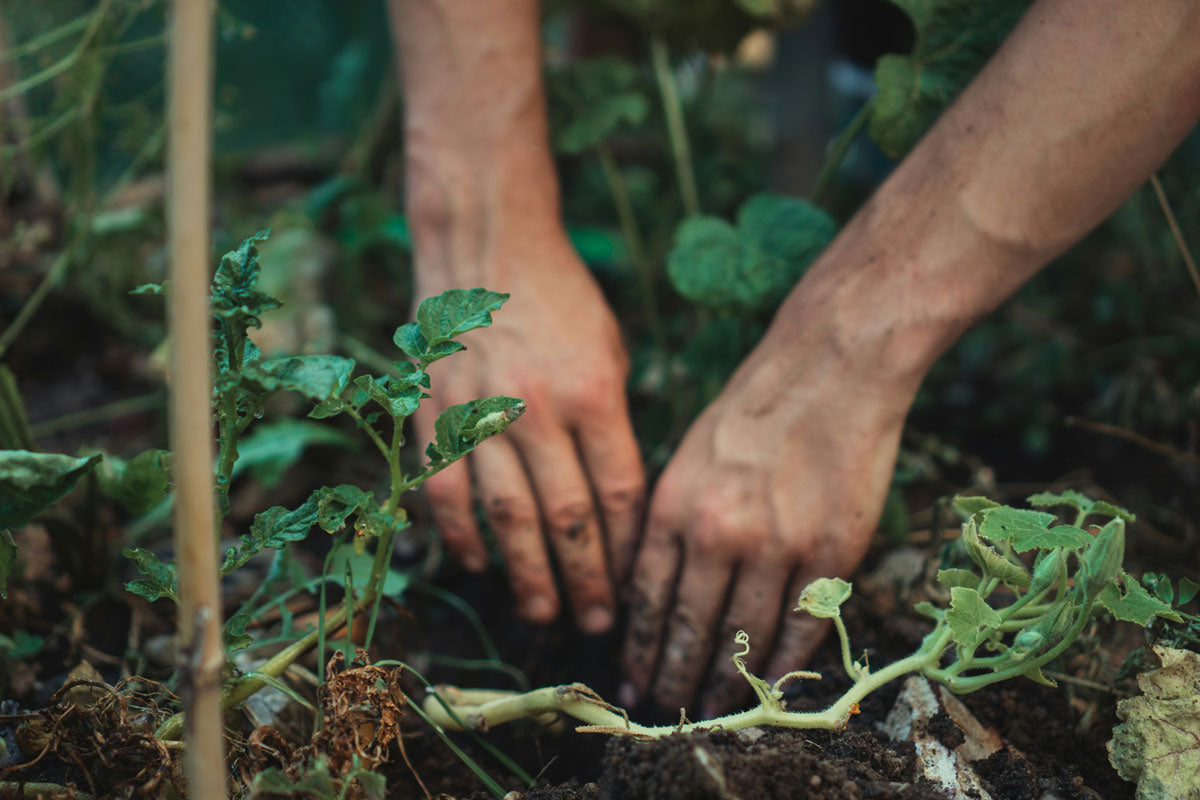 Man sieht Hände bei der Gartenarbeit.