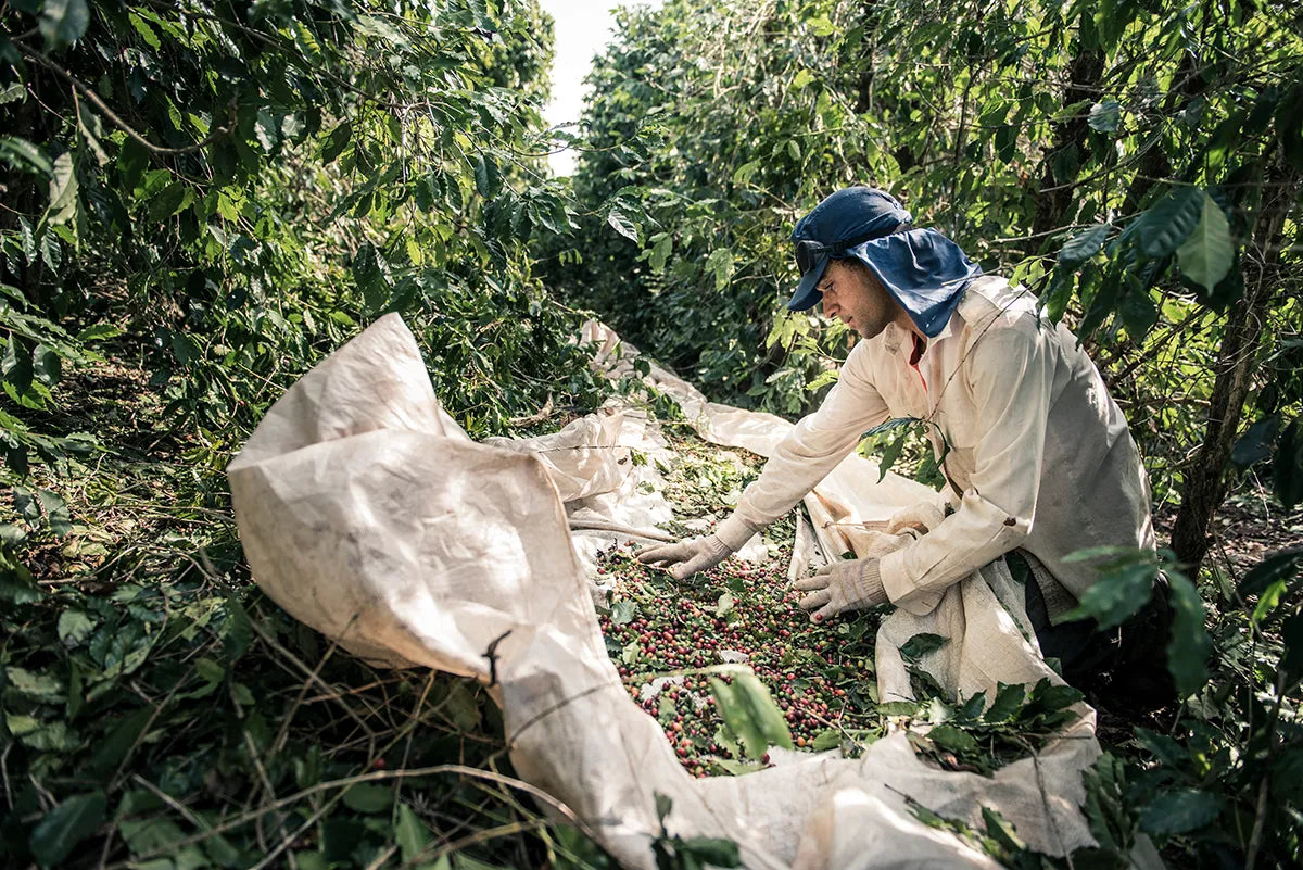 Eine Person sammelt und sortiert Kaffeebohnen auf einer Kaffeeplantage.